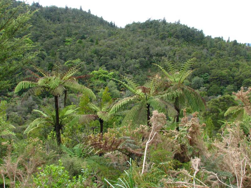 Narodni park WHANGAITERENGA