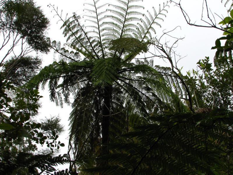 Narodni park WHANGAITERENGA