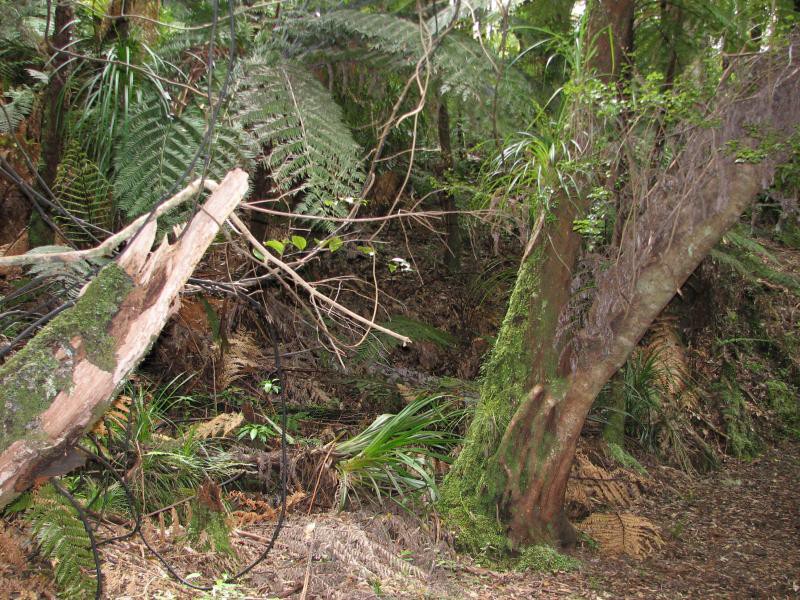 Narodni park WHANGAITERENGA