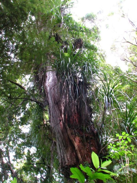 Narodni park WHANGAITERENGA