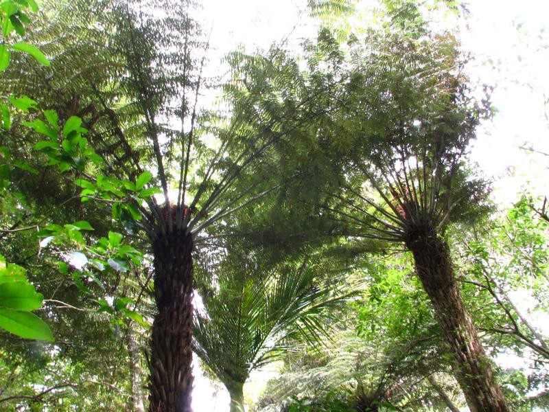 Narodni park WHANGAITERENGA