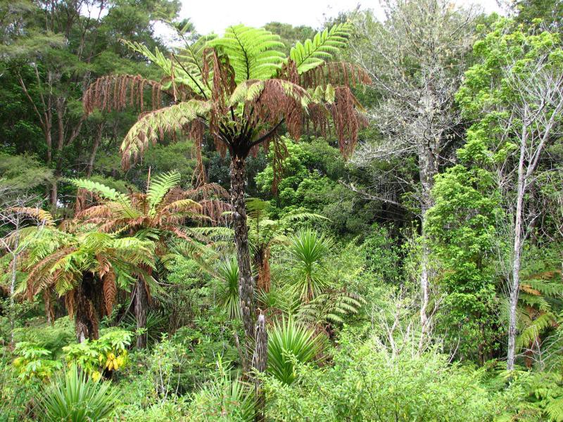 Narodni park WHANGAITERENGA