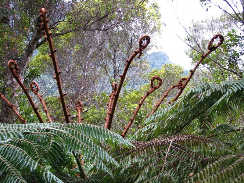Narodni park WHANGAITERENGA