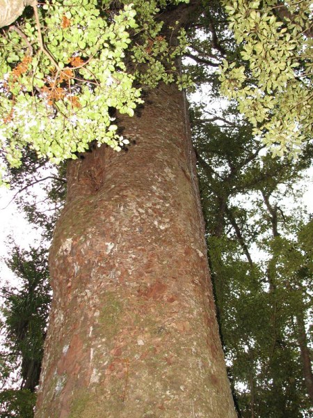 Narodni park WHANGAITERENGA