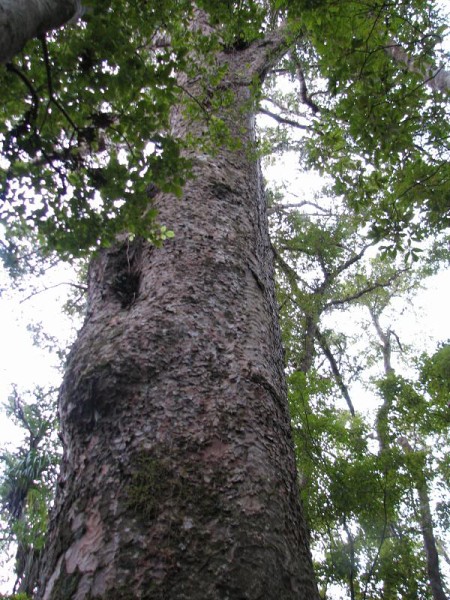 Narodni park WHANGAITERENGA