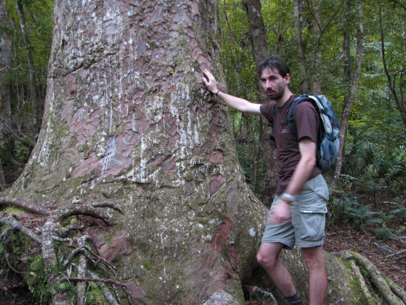 Narodni park WHANGAITERENGA