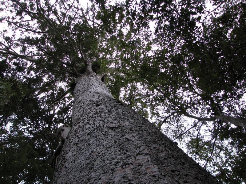 Narodni park WHANGAITERENGA