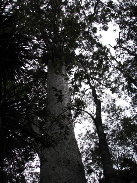 Narodni park WHANGAITERENGA