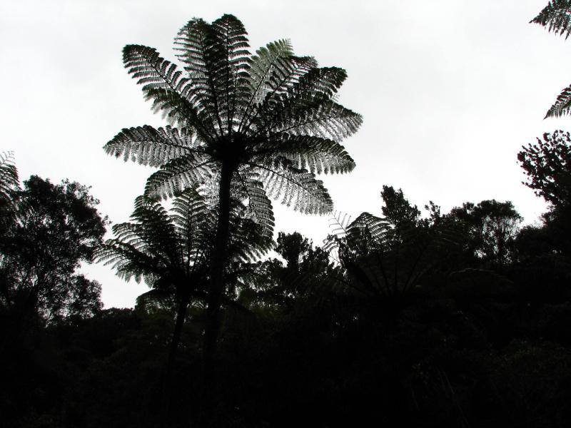 Narodni park WHANGAITERENGA