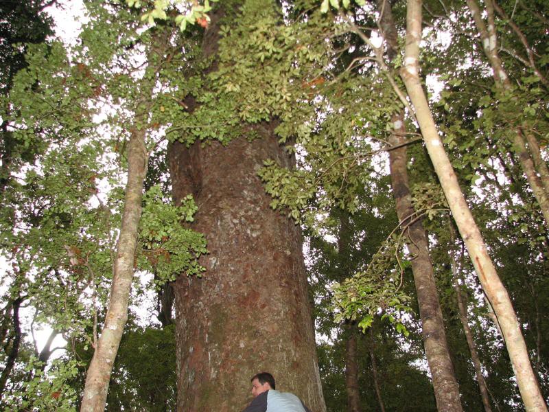 Narodni park WHANGAITERENGA