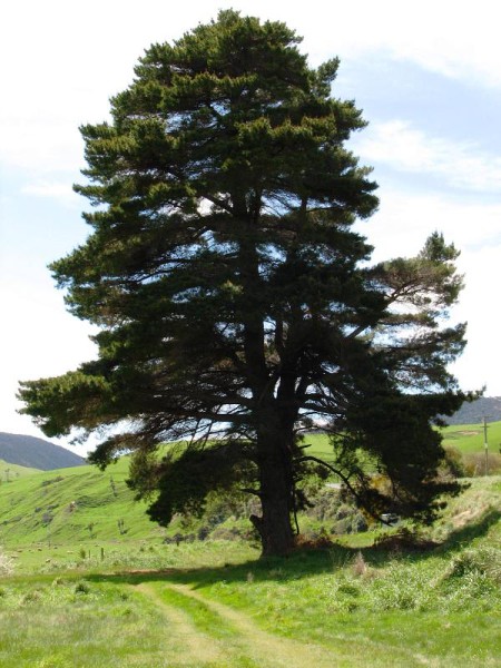 Three Kings Range