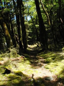 Track okolo Lake Rotoroa