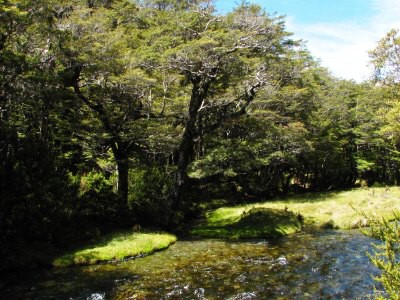 Track okolo Lake Rotoroa