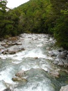 Track okolo Lake Rotoroa