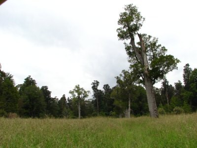Track okolo Lake Rotoroa
