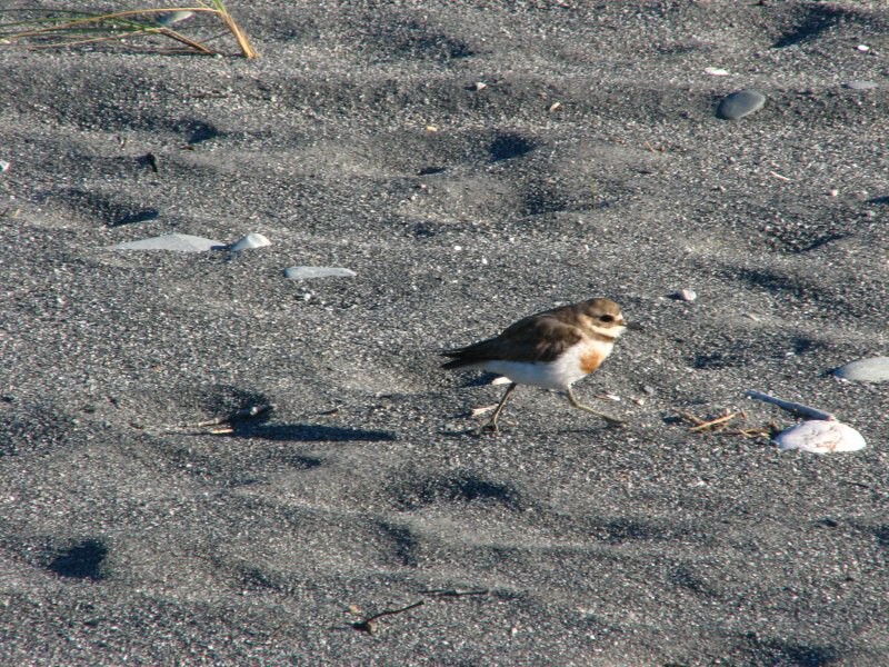 Okarito Lagoon Mt. Cook