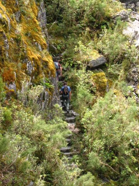 Fox Glacier