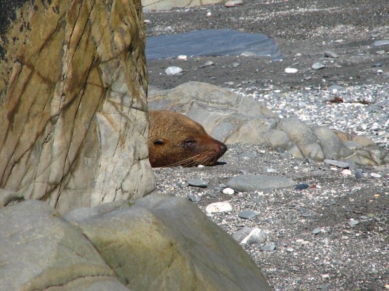 Fox Glacier