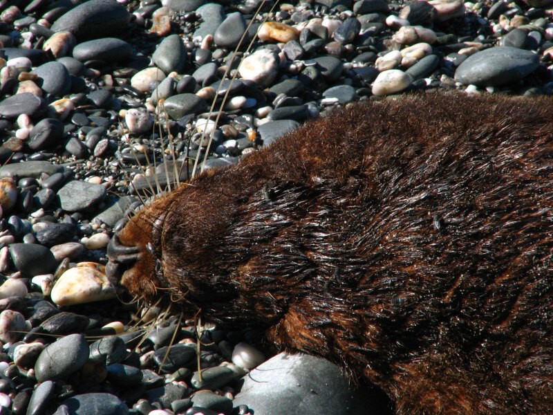 Fox Glacier
