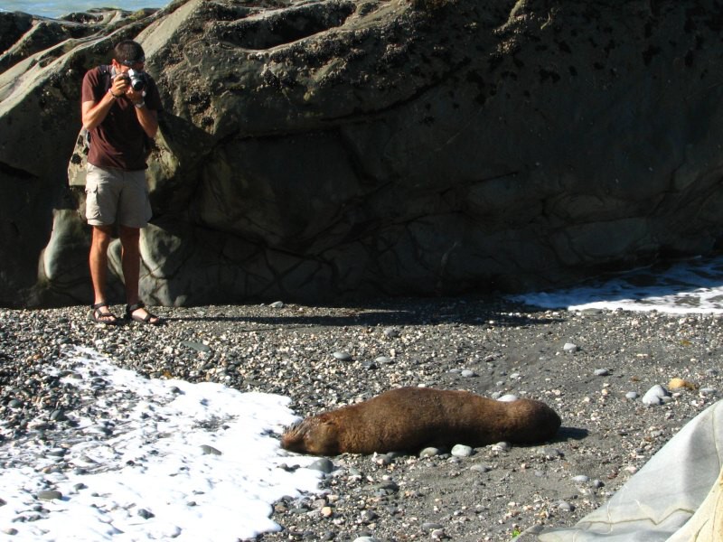 Fox Glacier