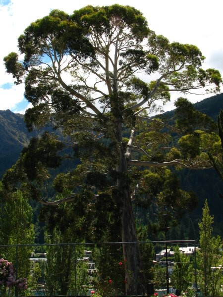 Queenstown