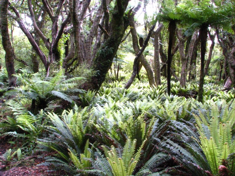 Stewart Island 02