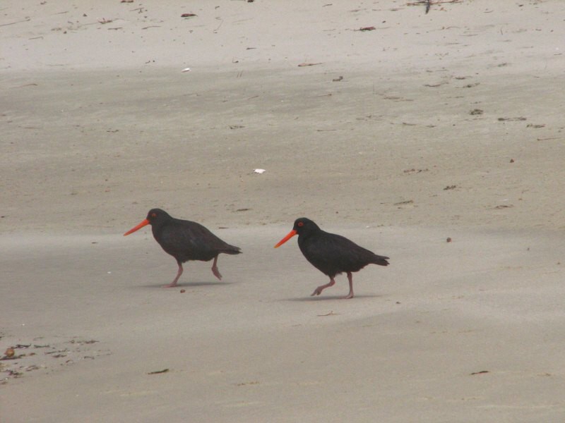 Stewart Island 02
