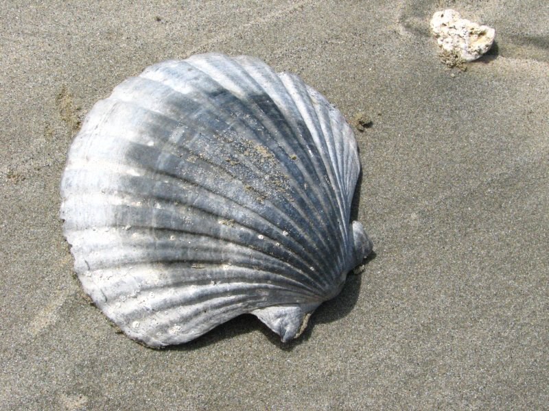 Stewart Island 02