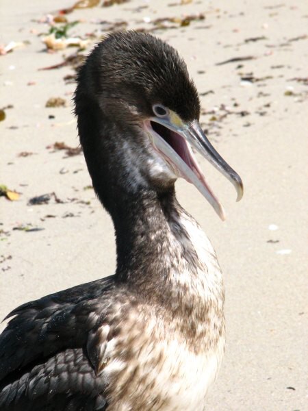 Stewart Island 02