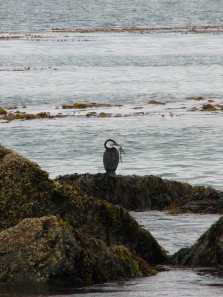 Stewart Island 02