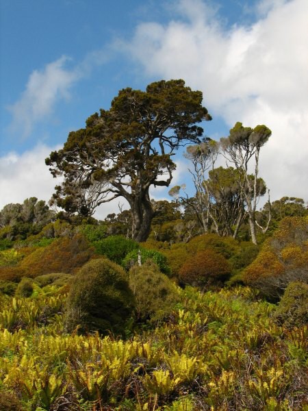 Stewart Island 02