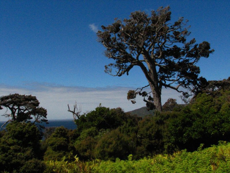 Stewart Island 03
