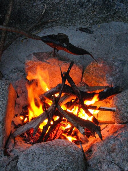 Stewart Island 03
