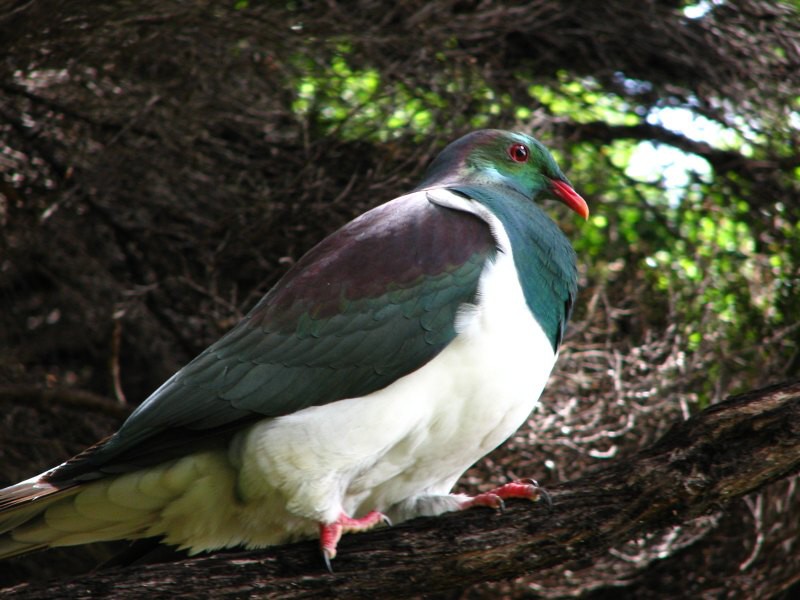 Stewart Island 04