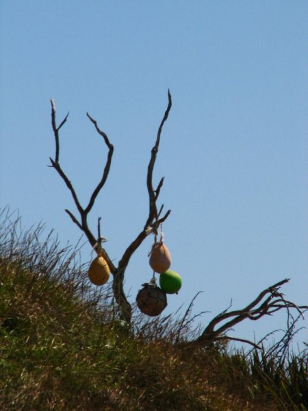 Stewart Island 04