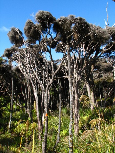 Stewart Island 04