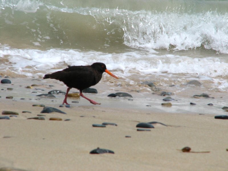 Stewart Island 04