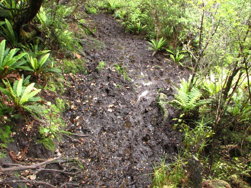 Stewart Island 04