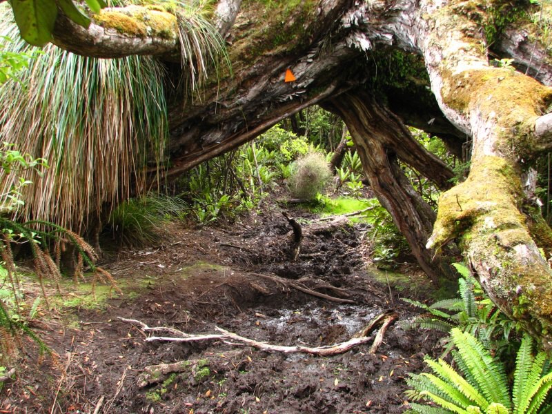 Stewart Island 04
