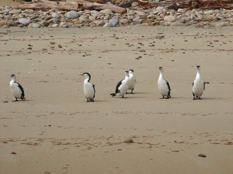Stewart Island 05