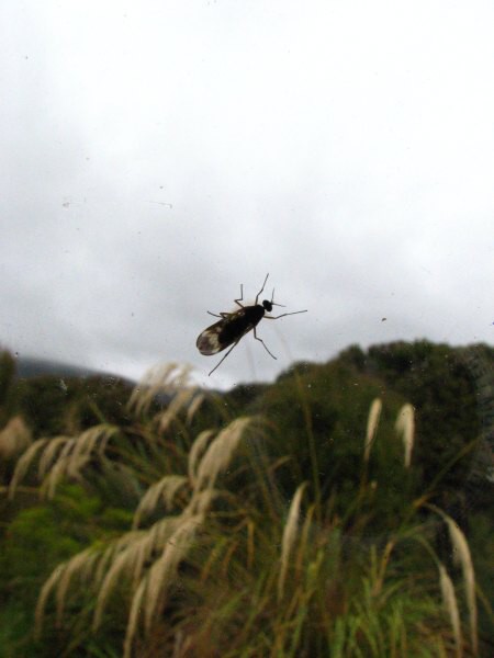 Stewart Island 05