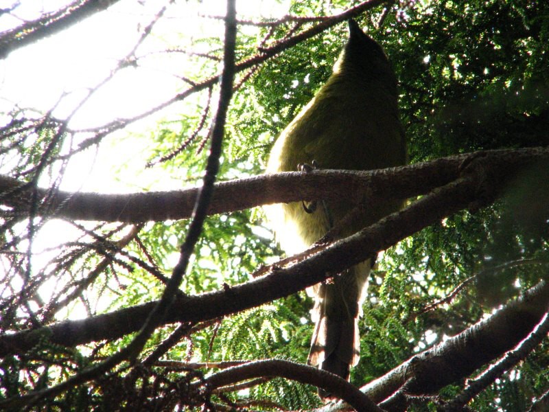 Stewart Island 05