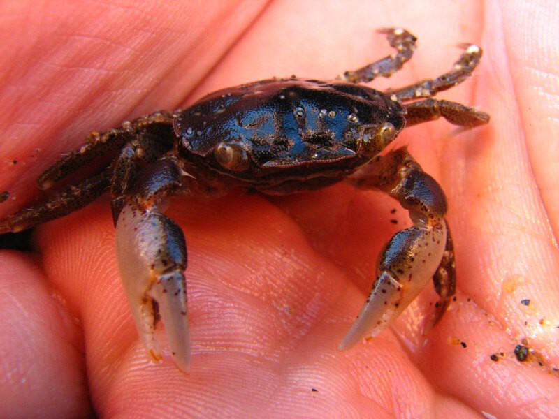 Stewart Island 05
