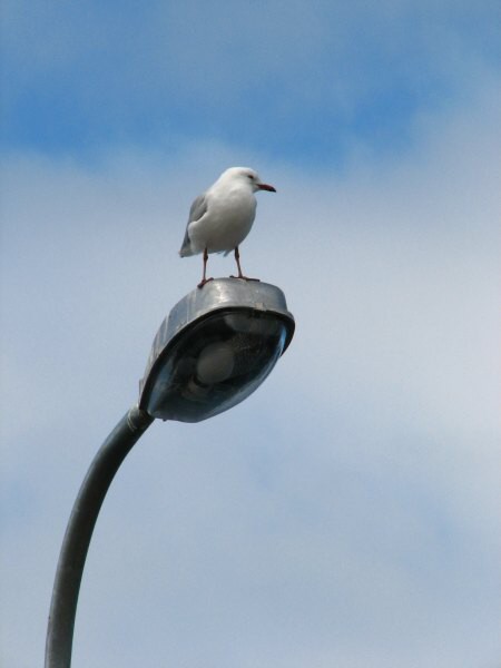 Stewart Island 06