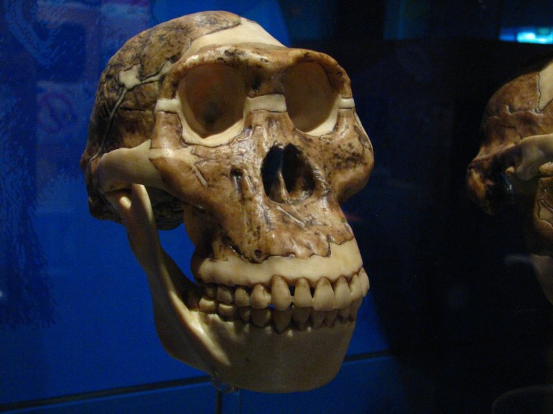 Wellington_muzeum