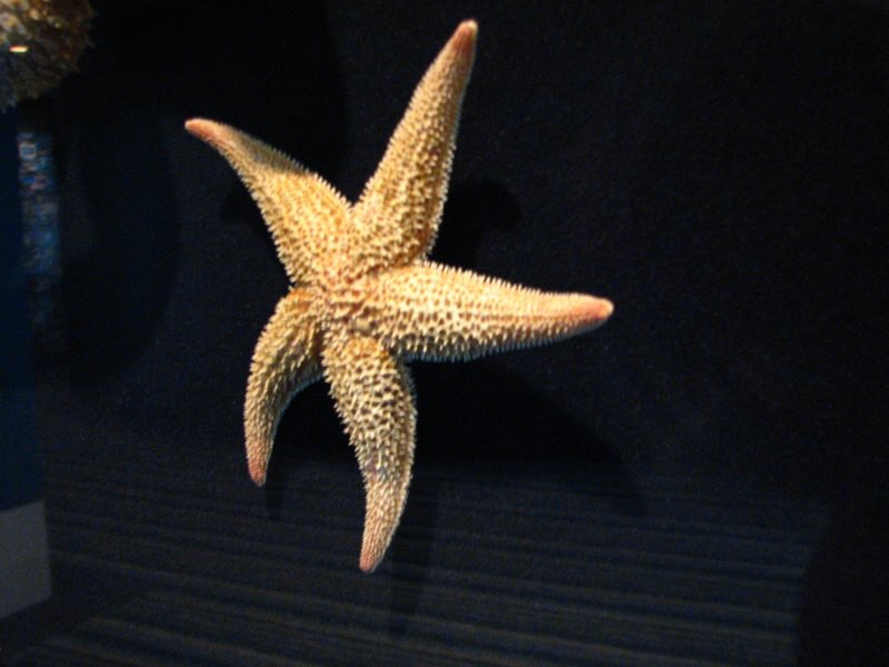 Wellington_muzeum