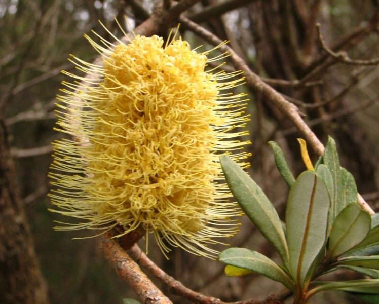 News South Wells Australia