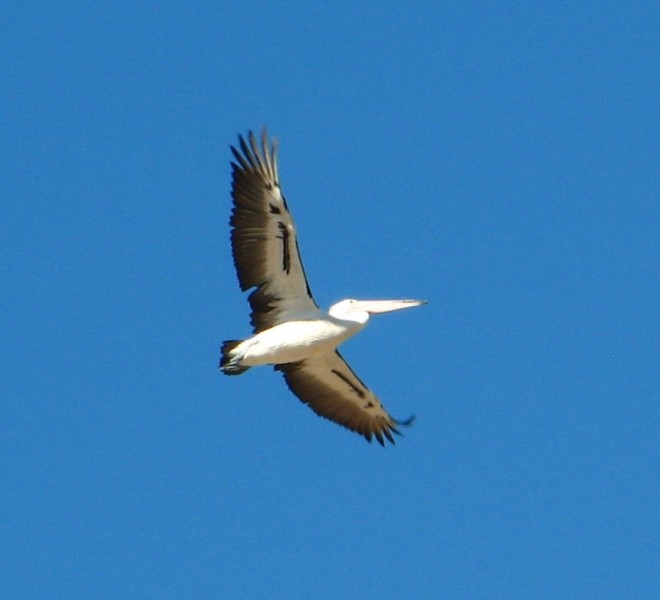 News South Wells Australia 2