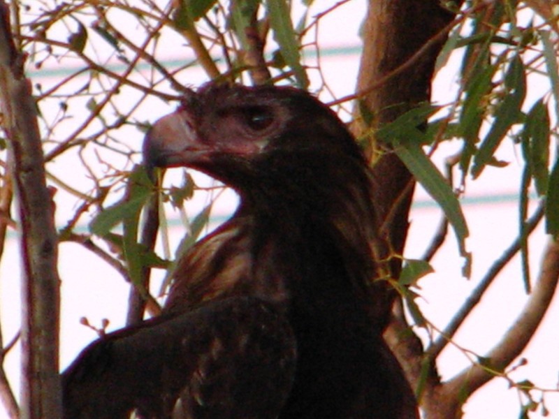 Nothern Teritory