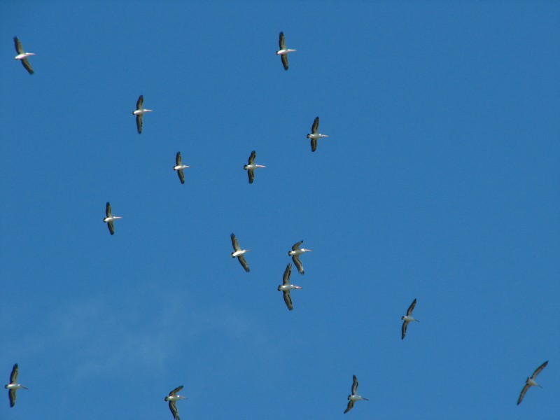 South Australia